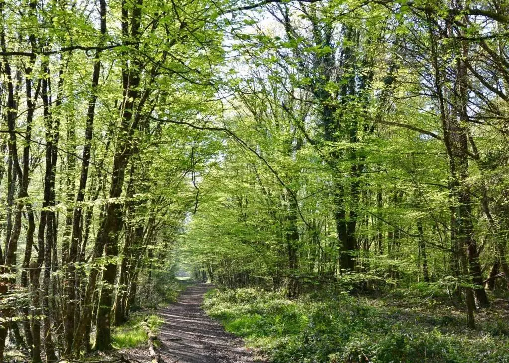 Forêt du Gâvre
